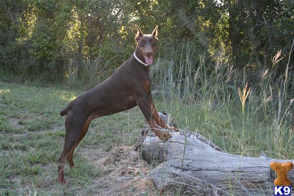 Doberman Pinscher dog