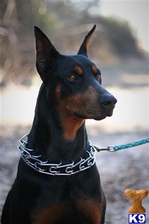 Doberman Pinscher dog