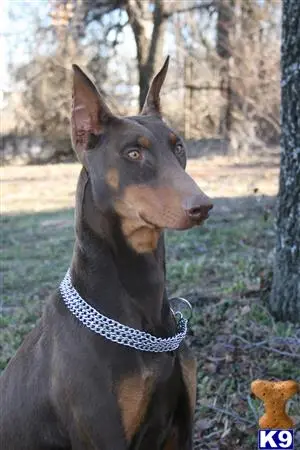 Doberman Pinscher puppy for sale