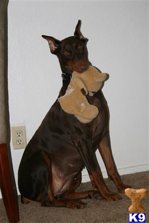 Doberman Pinscher dog