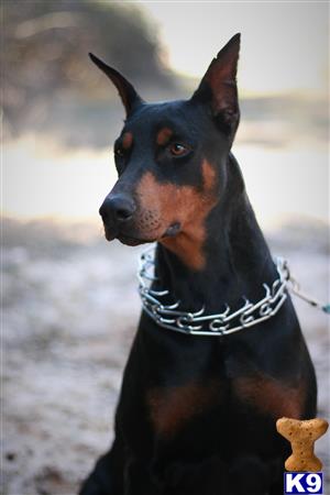 Doberman Pinscher dog