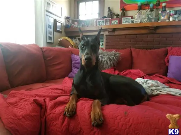 Doberman Pinscher puppy for sale