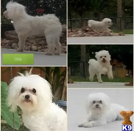 Maltese stud dog