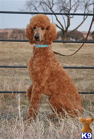 Poodle stud dog