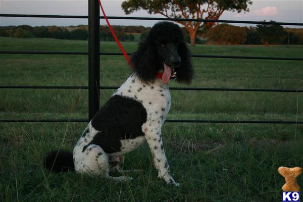 Poodle stud dog