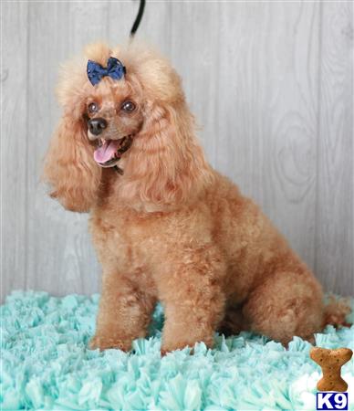 Poodle stud dog