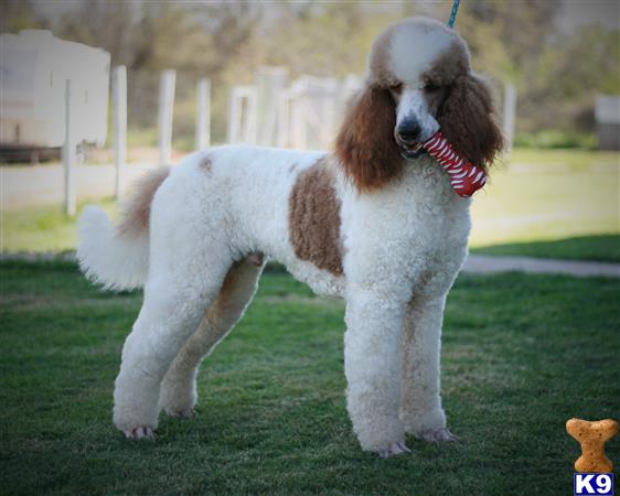 Poodle stud dog