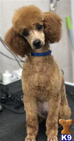 Poodle stud dog