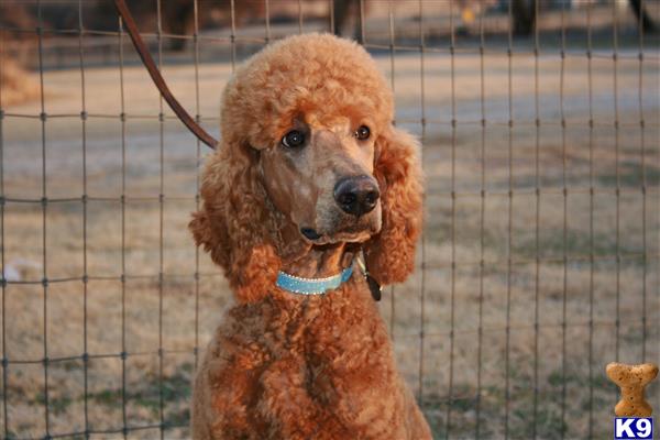 Poodle stud dog