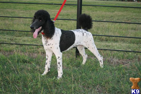 Poodle stud dog