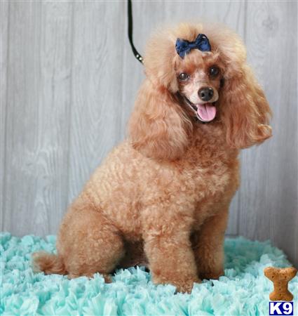 Poodle stud dog