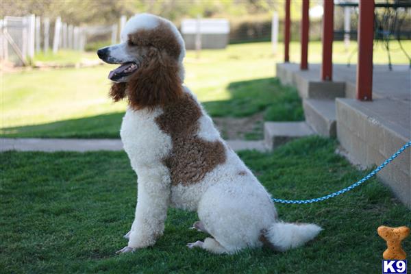 Poodle stud dog