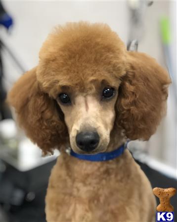 Poodle stud dog