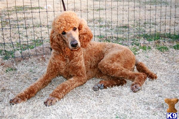 Poodle stud dog