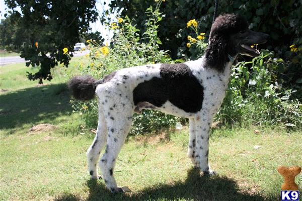 Poodle stud dog