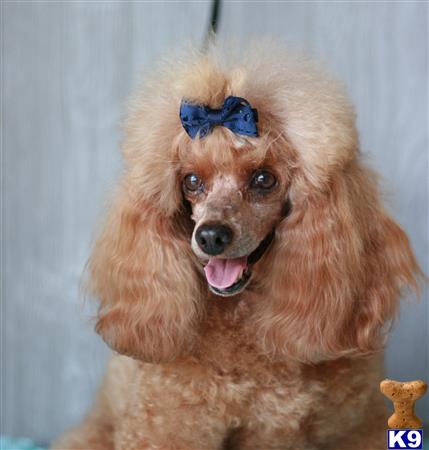 Poodle stud dog