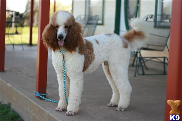 Poodle stud dog