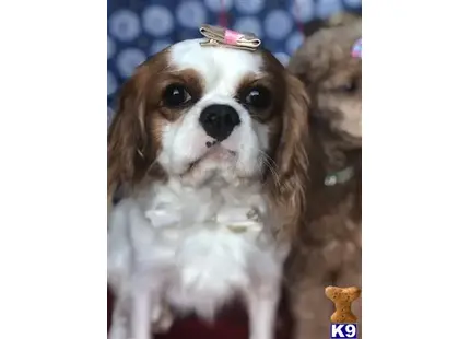 Cavalier King Charles Spaniel