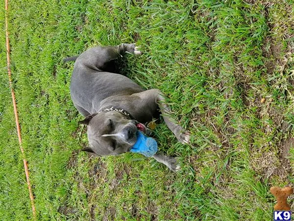 American Bully female dog