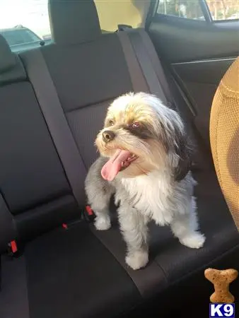 Shih Tzu female dog