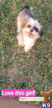 Shih Tzu female dog