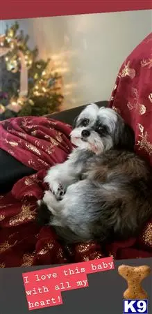 Shih Tzu female dog