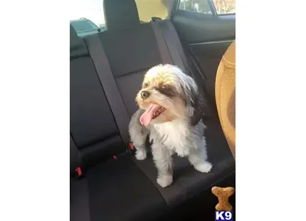 Shih Tzu