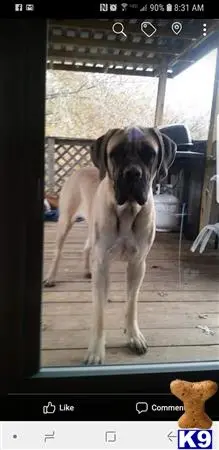 Mastiff stud dog