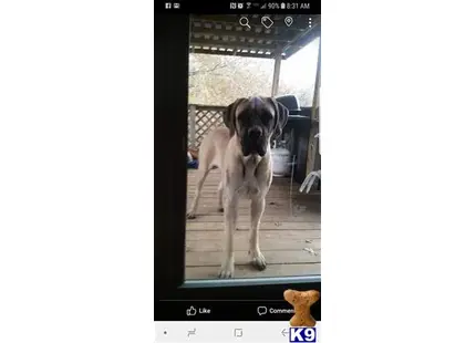 Mastiff