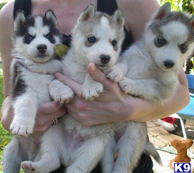 Siberian Husky dog