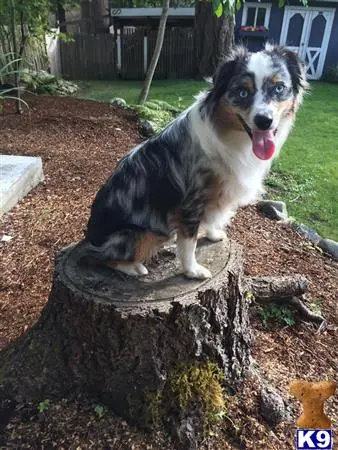 Miniature Australian Shepherd stud dog