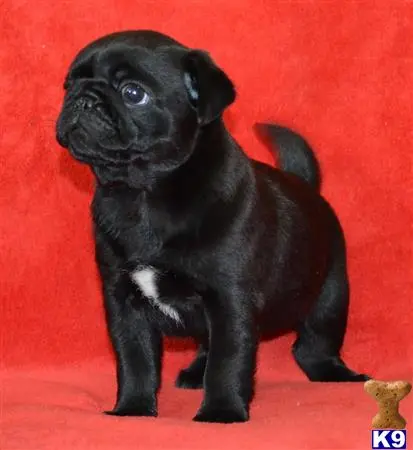 Pug puppy for sale