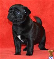Pug