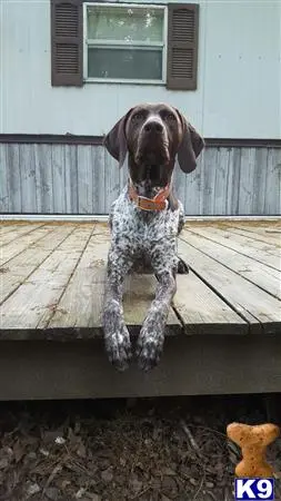 German Shorthaired Pointer stud dog