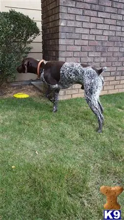 German Shorthaired Pointer stud dog