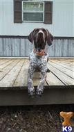 Murphy available German Shorthaired Pointer puppy located in AUBURN