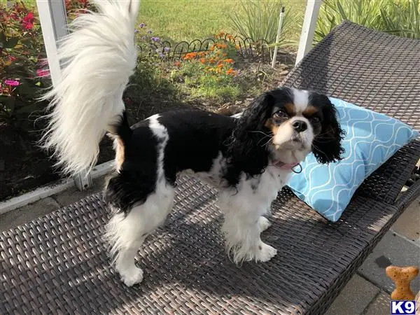 Cavalier King Charles Spaniel female dog