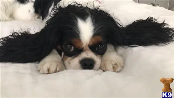 Cavalier King Charles Spaniel female dog