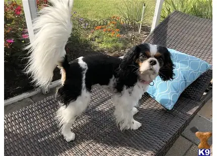 Cavalier King Charles Spaniel