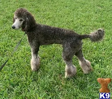 Poodle stud dog