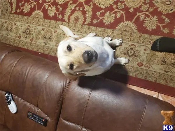 Labrador Retriever female dog: Yellow Labrador Retriever sitting on a patterned rug near a couch