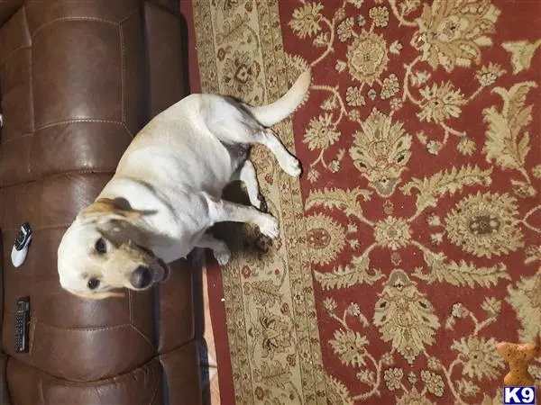 Labrador Retriever female dog: Yellow Labrador Retriever sitting on a patterned rug near a couch