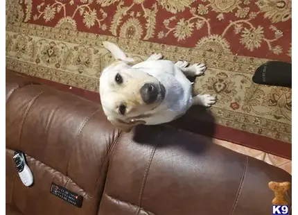 Labrador Retriever
