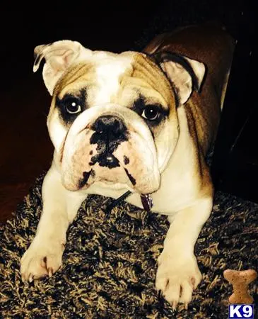 English Bulldog stud dog