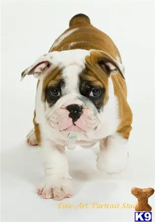 English Bulldog stud dog