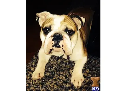 English Bulldog