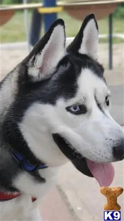 Siberian Husky stud dog: a siberian husky dog with its tongue out