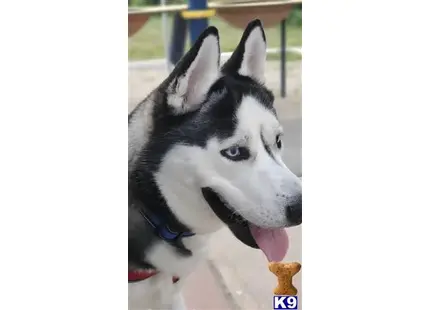 Siberian Husky stud dog: a siberian husky dog with its tongue out