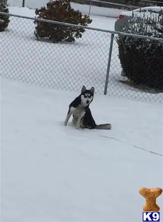 Siberian Husky female dog: Black and white Siberian Husky sitting in the snow