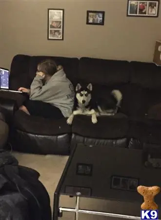 Siberian Husky female dog: Black and white Siberian Husky lounging on a couch